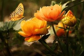 &quot;Organic Flower Delivery San Francisco